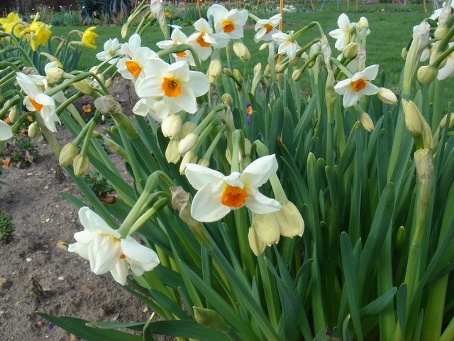 Narcissus tazetta 'Cragford' PB 10 ET 11